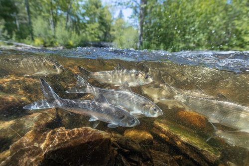Alewife