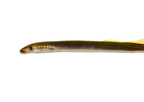 American Brook Lamprey