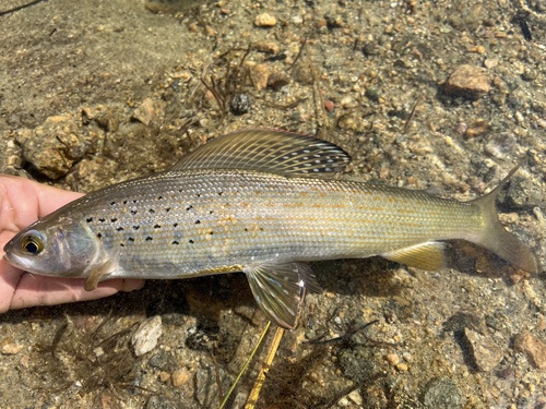 Arctic grayling