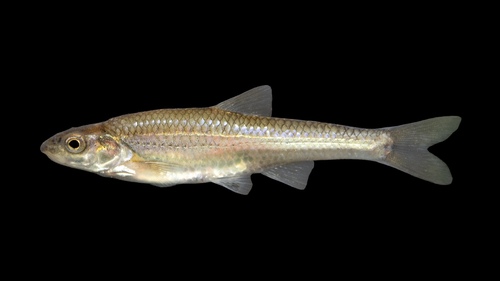 Bigmouth Shiner