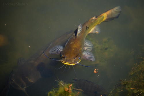 Black bullhead