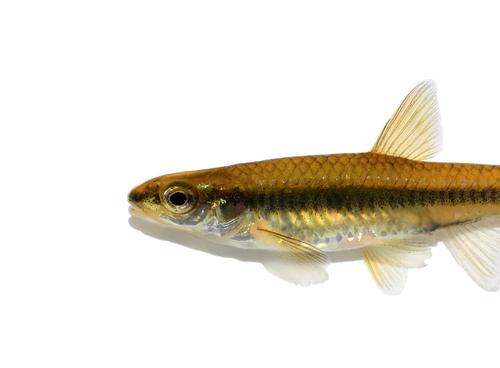Blacknose Shiner
