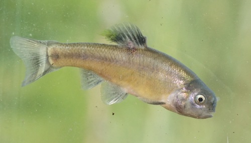 Bluntnose Minnow