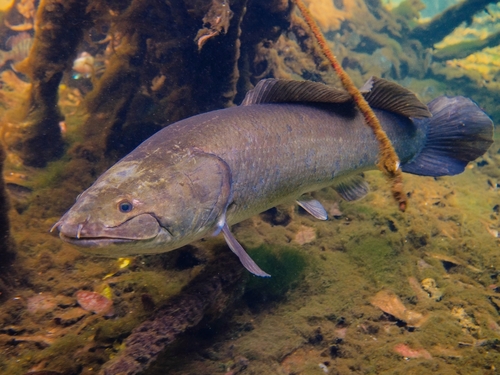Bowfin