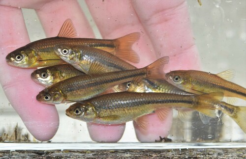 Brassy Minnow