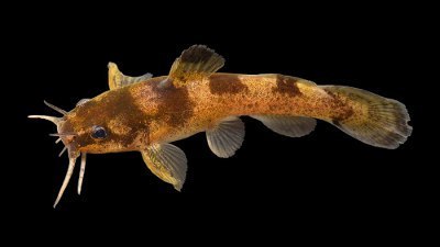 Brindled Madtom