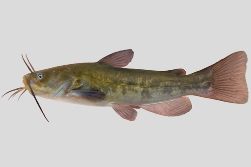 Brown Bullhead