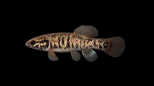 Central Mudminnow