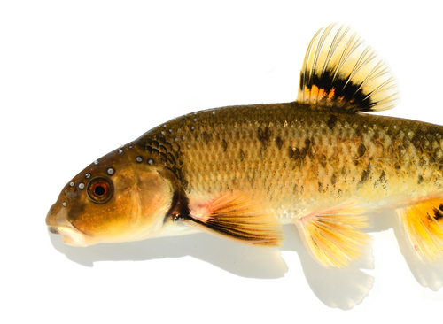 Central Stoneroller