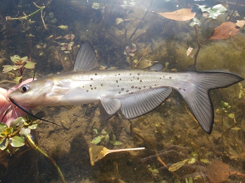 Channel Catfish