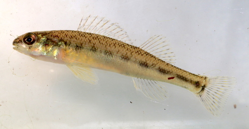 Channel Darter