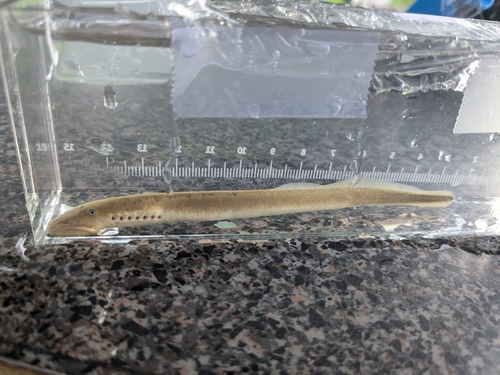 Chestnut Lamprey
