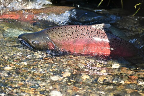 Chinook Salmon