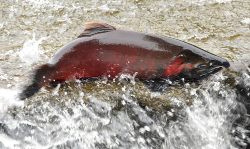 Coho Salmon