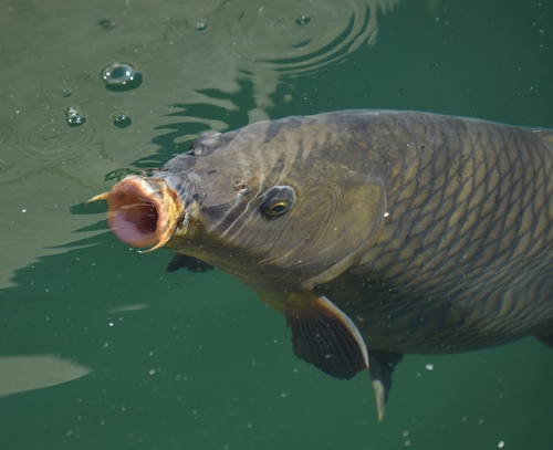 Common Carp