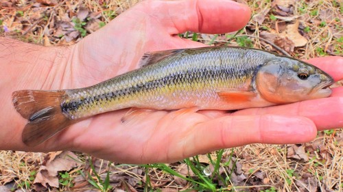 Creek Chub