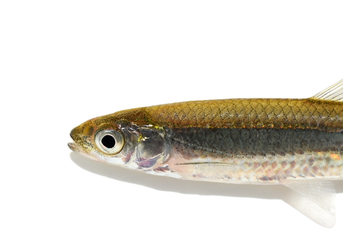 Emerald Shiner