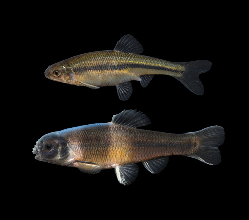 Fathead Minnow