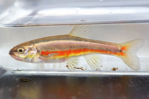 Finescale Dace