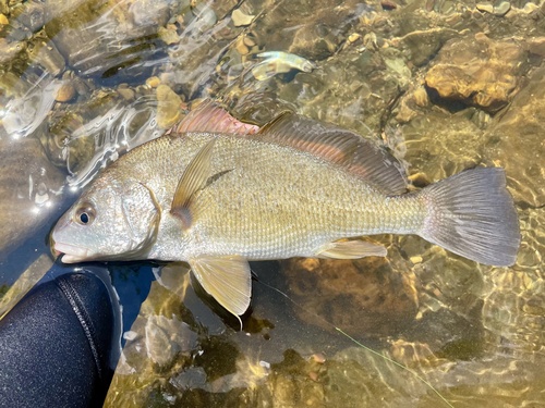 Freshwater Drum