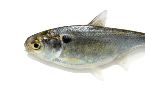 Gizzard Shad