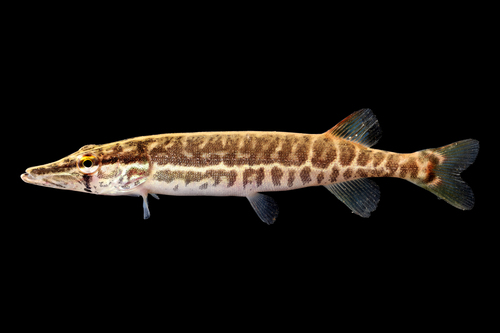 Grass Pickerel