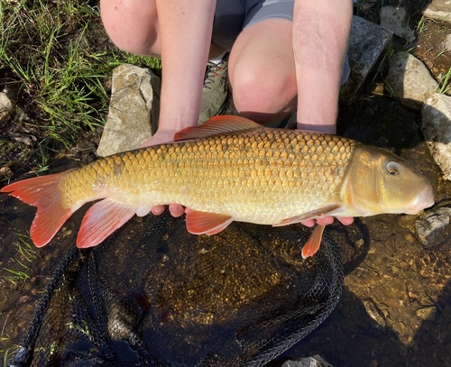 Greater Redhorse