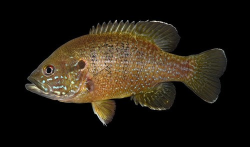 Green Sunfish