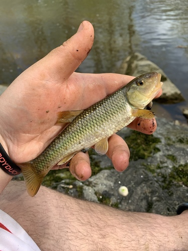 Hornyhead Chub