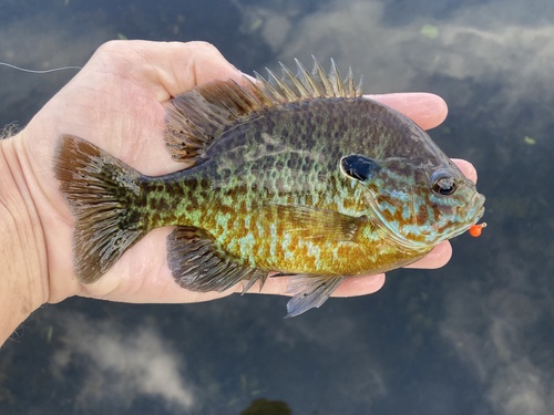 Hybrid Sunfish