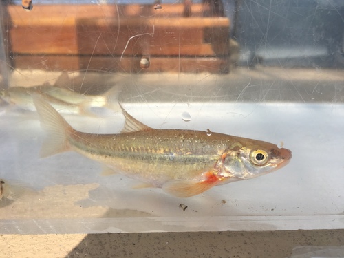 Lake Chub
