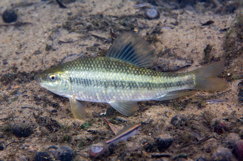 Lake Chubsucker