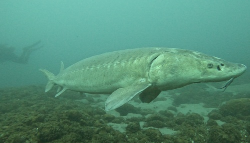 Lake Sturgeon