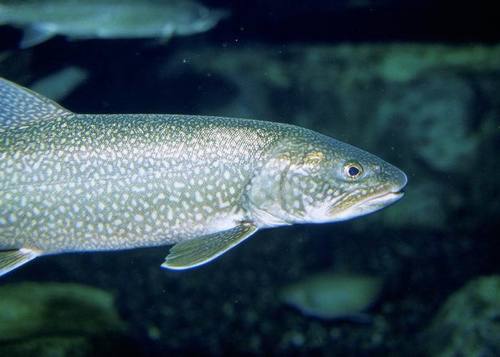 Lake Trout
