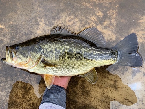 Largemouth Bass