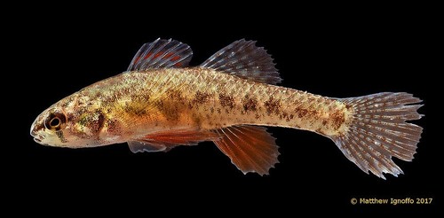 Least Darter