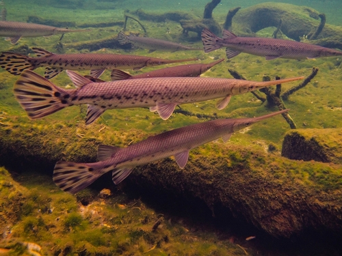 Longnose Gar