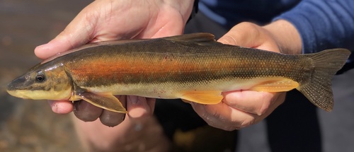 Longnose Sucker