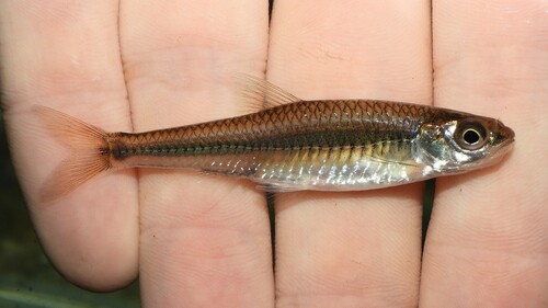 Mimic Shiner
