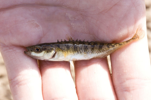 Ninespine Stickleback