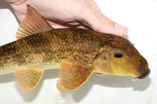 Northern Hog Sucker