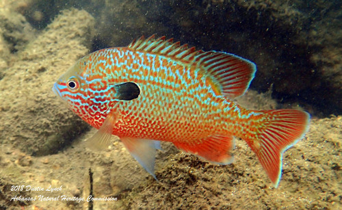 Northern Longear Sunfish