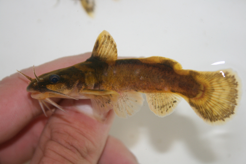 Northern Madtom