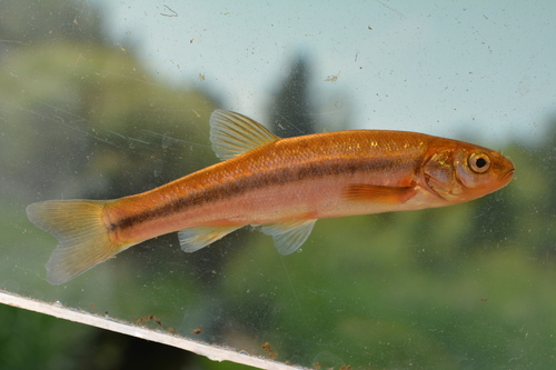 Northern Pearl Dace