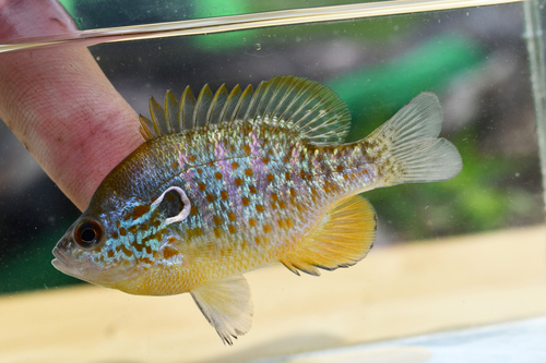 Orangespotted Sunfish