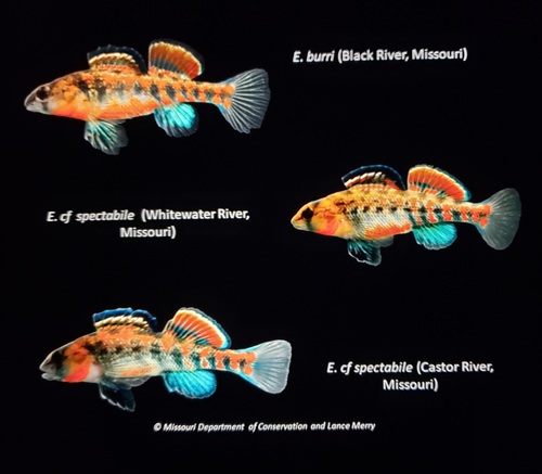 Orangethroat Darter