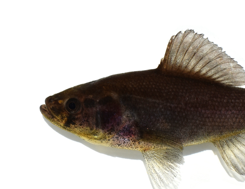 Pirate Perch