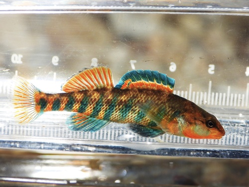 Rainbow Darter