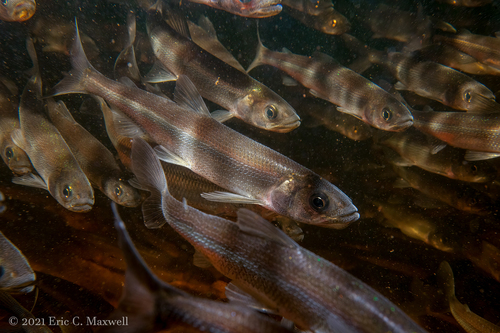 Rainbow Smelt