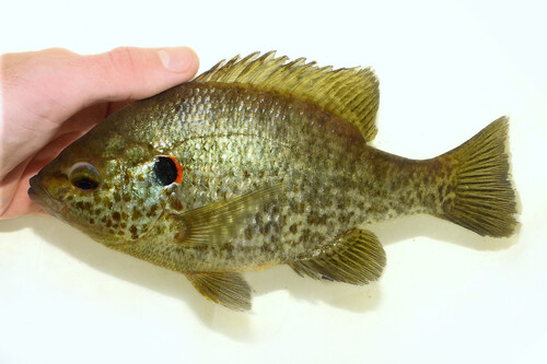 Redear Sunfish